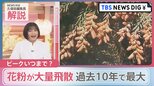 「過去10年で最大レベル」花粉が大量飛散  子どもの花粉症も増加　気になるピークと注意点は？【news23】|TBS NEWS DIG