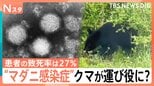 患者の致死率27% “マダニ感染症”SFTSが過去最多ペース クマやアライグマが“運び役”に?【Nスタ】|TBS NEWS DIG