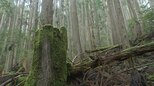「なんでここにシカがいるの!?」クマにイノシシも…多発する獣害 広がるナラ枯れ 問題の根っこは“森の放置” 「森の国」日本はどこへ?|TBS NEWS DIG