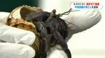 オカヤドカリ12.8キロ無許可で捕獲　中国籍の男2人逮捕　「採取禁止のヤドカリと知らなかった」容疑を一部否認|TBS NEWS DIG