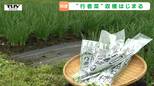 長井市が生産日本一!「行者菜」の目揃い会で出荷サイズを確認(山形)|TBS NEWS DIG