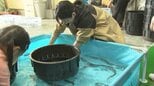 養殖ウナギの産地で「うなぎまつり」にぎわう ミッション成功で「かば焼き」プレゼントも=静岡・吉田町　|　静岡のニュース | SBSNEWS | 静岡放送