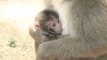 高崎山で今年第1号赤ちゃんザル誕生　投票で決まった名前は？　大分|TBS NEWS DIG