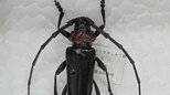 「非常に強い危機感」モモやスモモなどの木の内部を食い荒らす　クビアカツヤカミキリ　拡大防止で緊急対策会議　山梨|TBS NEWS DIG
