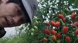 【 松山ケンイチ 】農園でトマトを収穫「今日は80kgくらい収穫したい」　フォロワー感嘆 “生きる力もあるって素敵” |TBS NEWS DIG
