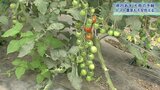 16日大雨のおそれ 不安抱える盛岡市のトマト農家 岩手|TBS NEWS DIG