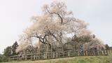 “みちのくの春告桜”満開に 樹齢600年超える矢祭町の「戸津辺の桜」 福島|TBS NEWS DIG