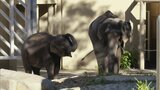 子ゾウが柵をすり抜け一時ゾウ舎の外へ 来場者が発見→自力で戻る 福岡市動物園 | 福岡のニュース|RKB NEWS|RKB毎日放送
