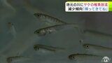 「また帰って来てねバイバイ」4年後の“再会”期待して　子どもたちが地元の川に『サケの稚魚』を放流　捕獲数が激減の川にもう一度サケを―|TBS NEWS DIG