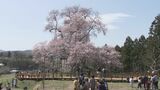 【映像】戸津辺の桜 福島・矢祭町【カメラめせん】|TBS NEWS DIG