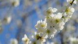 ”花の寺”放光寺のウメの花　例年より２週間早く見頃を迎える　甲州市|TBS NEWS DIG