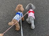 花火大会に愛犬を連れて行かないで！　獣医師が警鐘…なぜ？　てんかん重積の後に死んでしまうケースも　|　BSSニュース | BSS山陰放送