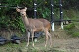 動物園からシカが脱走 29日は臨時休園に 沖縄こどもの国 | 沖縄のニュース|RBC 琉球放送