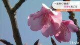 一足早い春の訪れ のまうまハイランドで“河津桜”見頃 愛媛・今治 | 愛媛のニュース - Nスタえひめ|あいテレビは6チャンネル