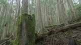 「なんでここにシカがいるの!?」クマにイノシシも…多発する獣害 広がるナラ枯れ 問題の根っこは“森の放置” 「森の国」日本はどこへ?|TBS NEWS DIG