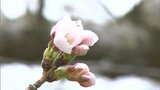 高松市で桜の開花発表　平年より2日遅く　高松地方気象台　|　岡山・香川のニュース | 天気 | RSK山陽放送