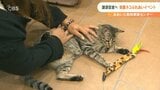 「殺処分をゼロにしたい」動物愛護センターで「猫まつり」開催 大分 | 大分のニュース|OBS NEWS|大分放送