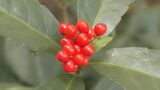 正月飾りの縁起物「センリョウ」の出荷が最盛期 “長寿”につながる真っ赤な実 愛知・岡崎市　|　名古屋・愛知・岐阜・三重のニュース【CBC news】 | CBC web
