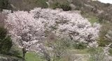 小鳥が種を運んで広がった…長野・池田町の桜仙峡で桜が見ごろ…ヤマザクラやエドヒガンザクラなど数千本|TBS NEWS DIG
