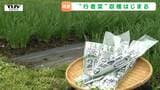 長井市が生産日本一！「行者菜」の目揃い会で出荷サイズを確認（山形）　|　山形のニュース│TUYテレビユー山形