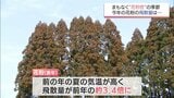 2026年は「裏年」も飛散量に注意 夏の猛暑で雄花が成長 2月中旬からスギ花粉ピークへ　|　MRTニュース ｜ ＭＲＴ宮崎放送