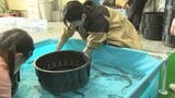 養殖ウナギの産地で「うなぎまつり」にぎわう ミッション成功で「かば焼き」プレゼントも=静岡・吉田町|TBS NEWS DIG