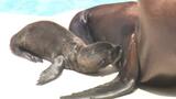 元気いっぱいで愛くるしい姿 8年ぶりカリフォルニアアシカの赤ちゃんが公開 とべ動物園 | 愛媛のニュース - Nスタえひめ|あいテレビは6チャンネル