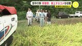 宮中行事「新嘗祭」に献上する米を収穫 「たいへんいい米ができた」 広島の集落法人　|　RCC NEWS | 広島ニュース | RCC中国放送