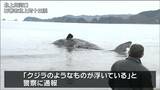 「びっくりした。本物見て」“体長15～20m”クジラ”の死骸が河口に漂着　宮城・石巻市　|　宮城のニュース│tbc NEWS│tbc東北放送