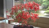 「燃えるような深紅の花」のとキリシマツツジ・個人宅の庭でも公開 石川・奥能登　|　石川県のニュース｜MRO北陸放送