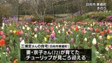 約9000本のチューリップが見ごろ 日向市東郷町の個人宅 今年で最後の一般公開 | MRTニュース | MRT宮崎放送