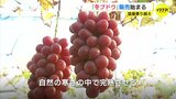 珍しい「冬のぶどう」出荷始まる　暖房使わず “自然の寒さ”で完熟に　夏の猛暑乗り越えて　|　RCC NEWS | 広島ニュース | RCC中国放送