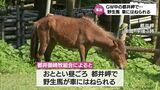 国の天然記念物 都井岬の野生馬が車にはねられ 左後ろ脚を折るけが 走り去った車を警察が捜査|TBS NEWS DIG