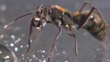 「驚くべきアリの世界」“液体の餌” 運ぶトゲオオハリアリ どうやって巣に運ぶ?世界初の発見 | 岡山・香川のニュース | 天気 | RSK山陽放送