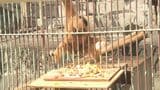 敬老の日 長寿の「テナガザル」にケーキをプレゼント|TBS NEWS DIG
