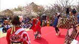 「アウト!セーフ!よよいのよい!」咲き誇るサクラの下で松山春まつり ”野球拳全国大会” | 愛媛のニュース - Nスタえひめ|あいテレビは6チャンネル