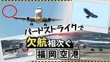 「大惨事招きかねない」福岡空港で相次ぐバードストライク　対策はある？　|　福岡のニュース｜RKB NEWS｜RKB毎日放送
