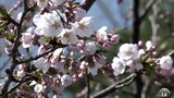 外堀の「ソメイヨシノ」が開花! 「弘前さくらまつり」開幕の翌日に“桜の便り” 園内でも開花が一気に進む可能性 青森県|TBS NEWS DIG