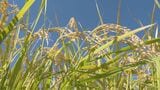 佐賀県産ブランド米「さがびより」収穫始まる 初出荷は10月下旬ごろから|TBS NEWS DIG
