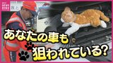 エンジンルームの断熱材がボロボロ  「車のどこからか鳴き声が…」車体に潜り込む小動物に相次ぐ救助要請　“猫バンバン”で救える命とJAF直伝の対処法　そのまま走ると車故障につながるリスク　子猫の独り立ち時期に急増も|TBS NEWS DIG
