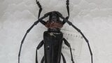 「非常に強い危機感」モモやスモモなどの木の内部を食い荒らす　クビアカツヤカミキリ　拡大防止で緊急対策会議　山梨|TBS NEWS DIG