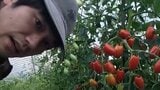 【 松山ケンイチ 】農園でトマトを収穫「今日は80kgくらい収穫したい」 フォロワー感嘆 “生きる力もあるって素敵” |TBS NEWS DIG