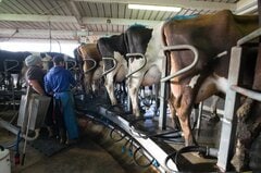 ニュージーランド生乳生産、25～26年度は過去最高－価格上昇など寄与| TBS CROSS DIG with Bloomberg