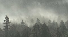 花粉症の舌下免疫療法「シダキュア」 処方された患者の64％が19歳以下| TBS CROSS DIG with Bloomberg