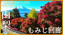 富士山と紅葉の競演 もみじ回廊【JNN紅葉ドローンDIG】|TBS NEWS DIG