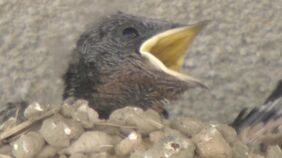 “毎年100羽が巣立つ”繁華街タクシー会社に40個のツバメの巣 ひなが落ちないよう傘広げる|TBS NEWS DIG