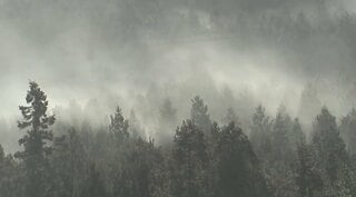 花粉症の舌下免疫療法「シダキュア」 処方された患者の64％が19歳以下| TBS CROSS DIG with Bloomberg