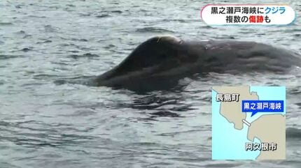 体にいくつもの傷…体長16mのクジラ漂流、死ぬ「よく見たら潮を吹いてい