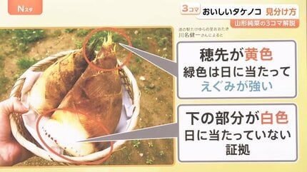 今年はタケノコ「表年」で豊作？ えぐみを抑える選び方と“米ぬか不要