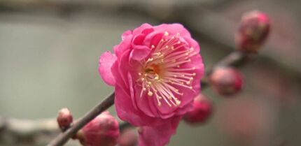 早咲きの梅の花ほころび始める 金沢市・兼六園の梅林 20種類200本 本格